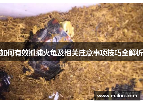 如何有效抓捕火龟及相关注意事项技巧全解析